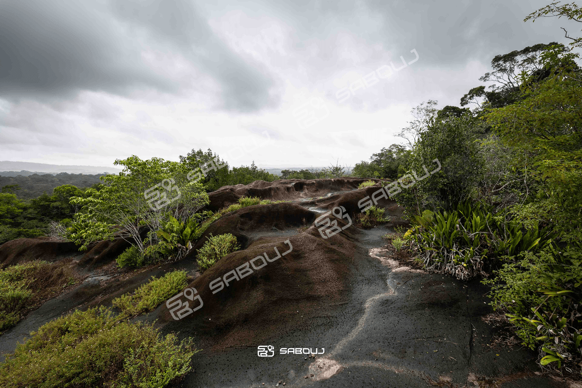 LA SAVANE-ROCHE VIRGINIE